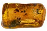 Two Fossil Flies (Diptera) In Baltic Amber #109469-3